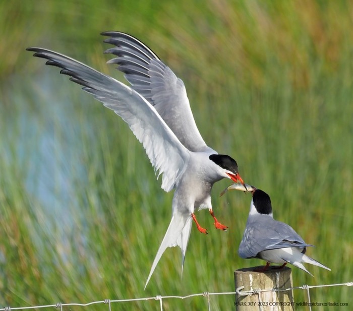 Common Tern