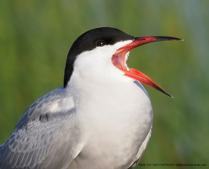 Common Tern