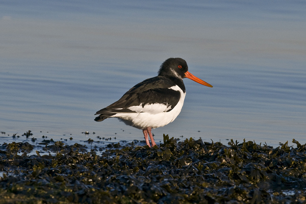 Oystercatcher