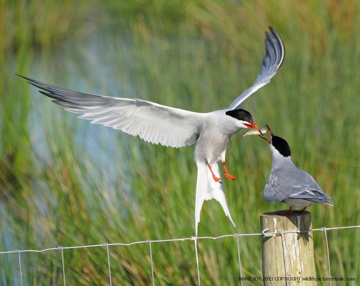 Common Tern