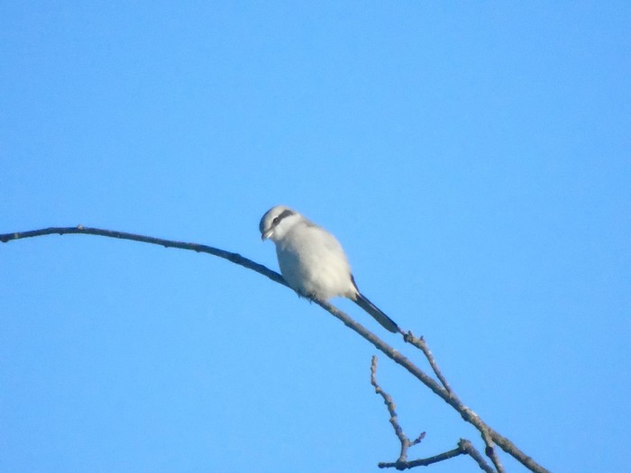 Great Grey Shrike