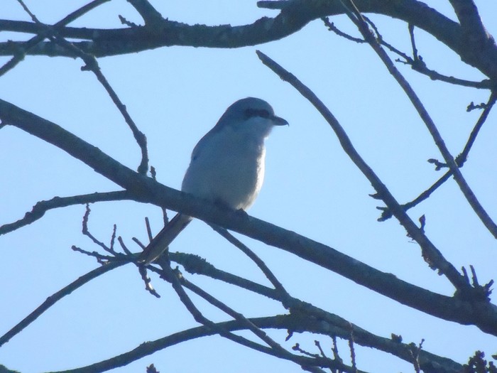 Great Grey Shrike