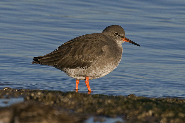 Redshank