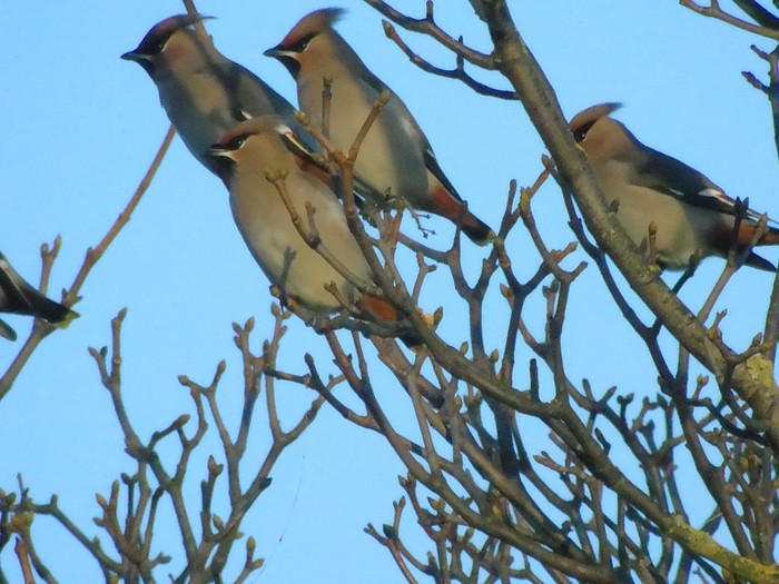 Waxwing