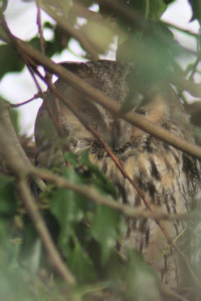 Long-eared Owl