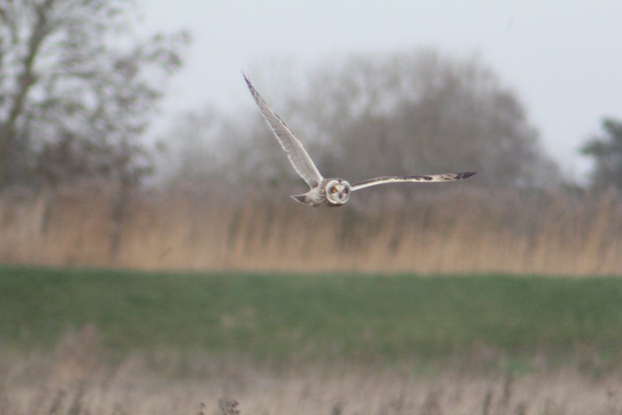 Short-eared Owl