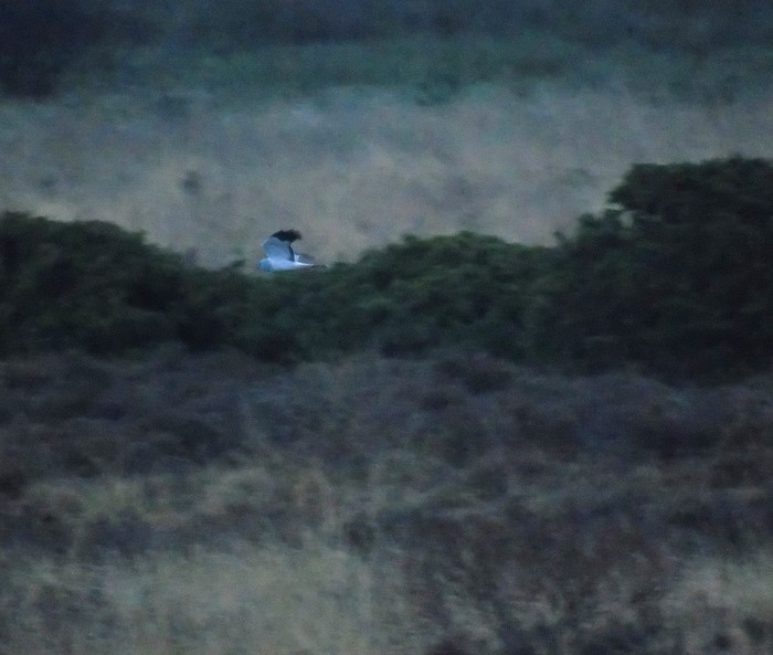 Hen Harrier