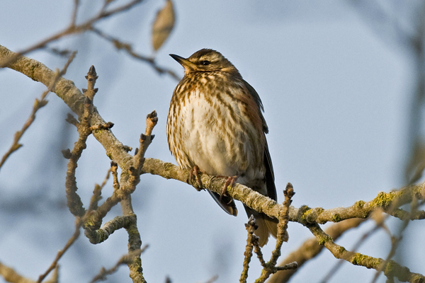 Redwing