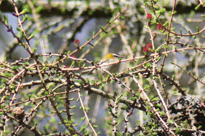 Firecrest