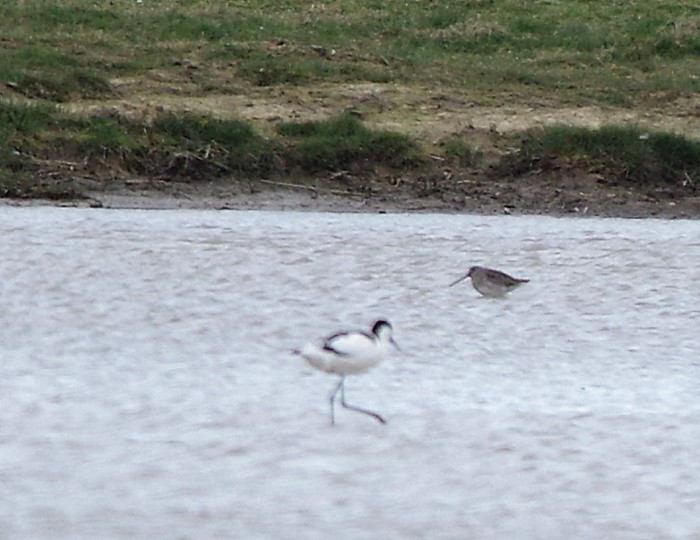 Long-billed Dowitcher