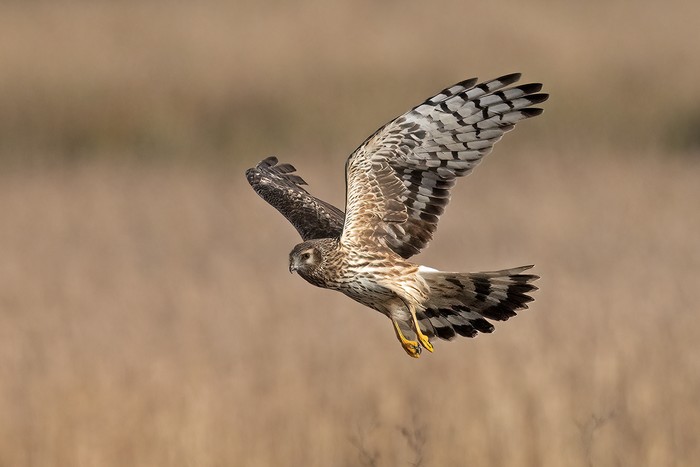 Hen Harrier