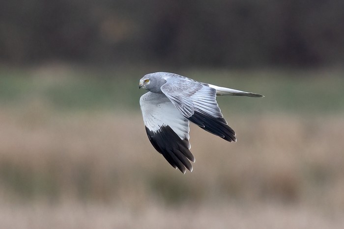 Hen Harrier