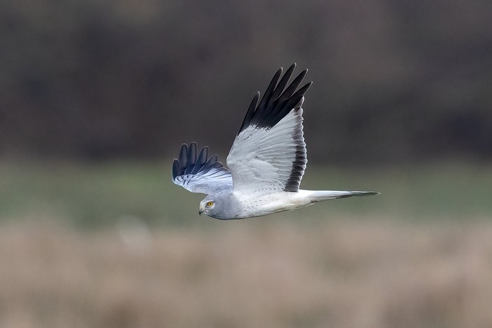 Hen Harrier