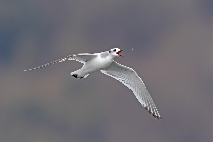 Little Gull