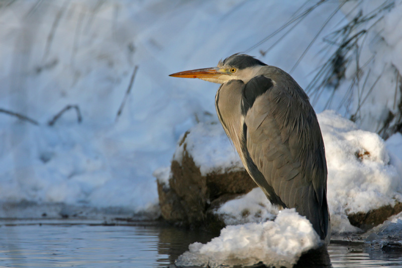Grey Heron