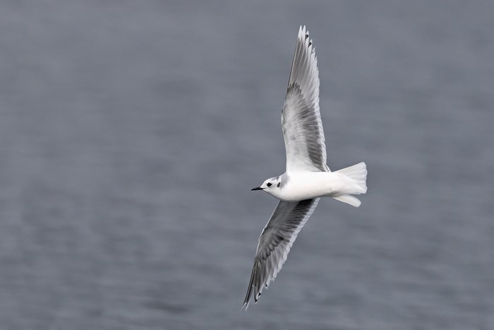 Little Gull