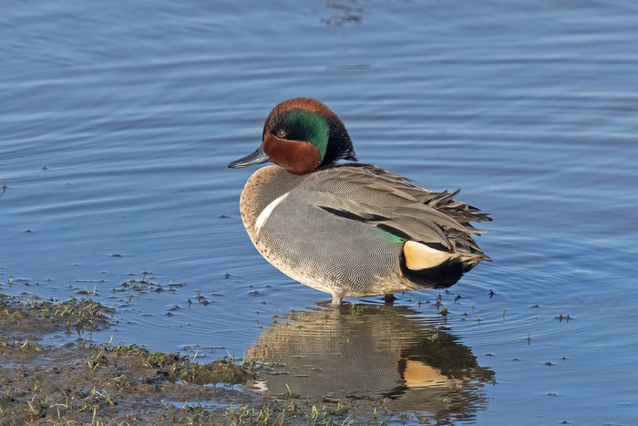 Green-winged Teal