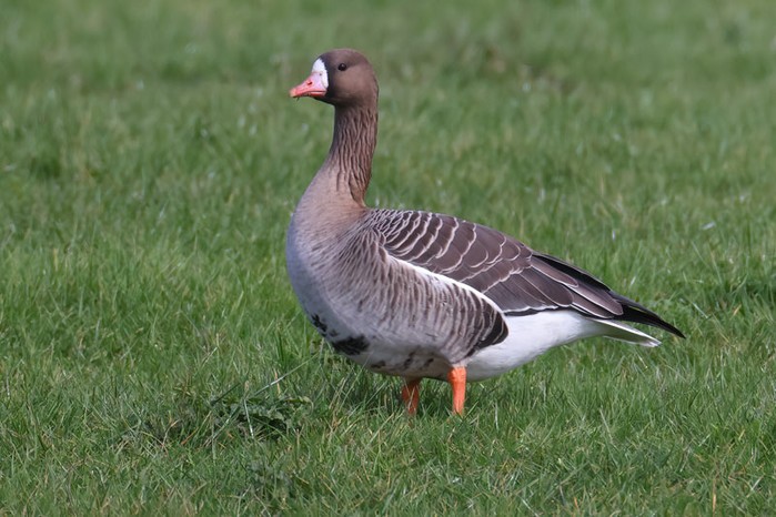 Russian White-fronted Goose