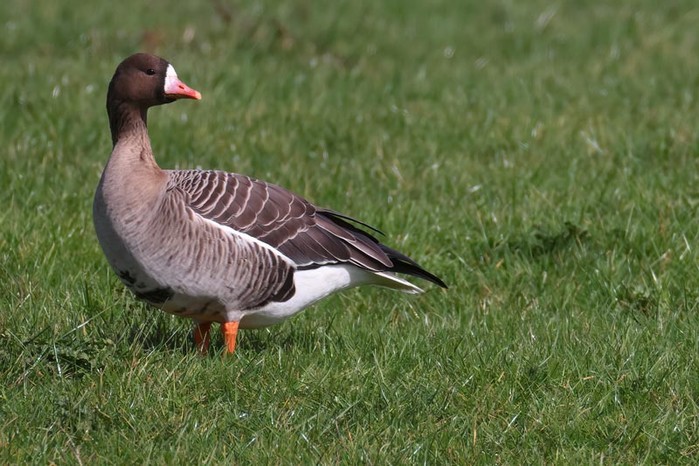 Russian White-fronted Goose