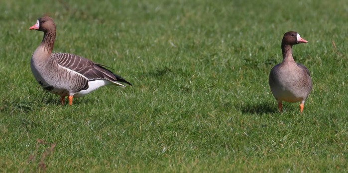 Russian White-fronted Goose