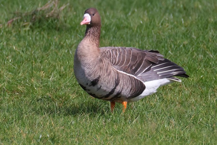 Russian White-fronted Goose