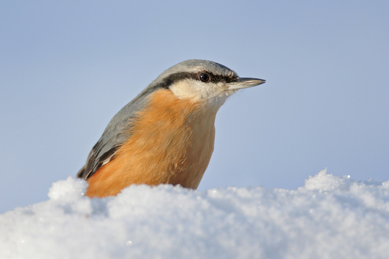 Nuthatch
