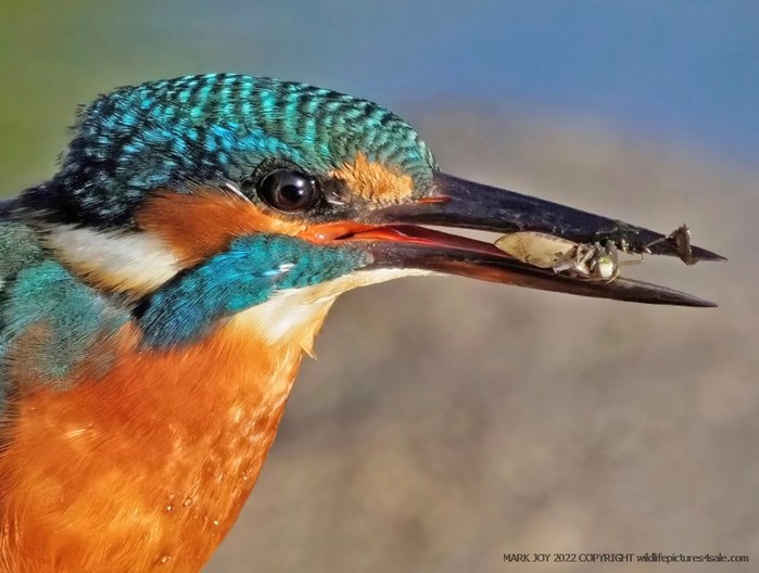 Kingfisher