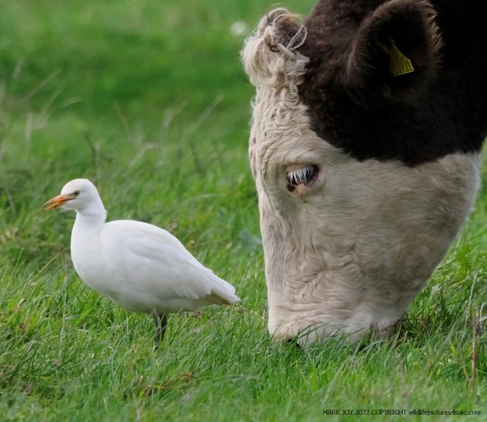 Cattle Egret