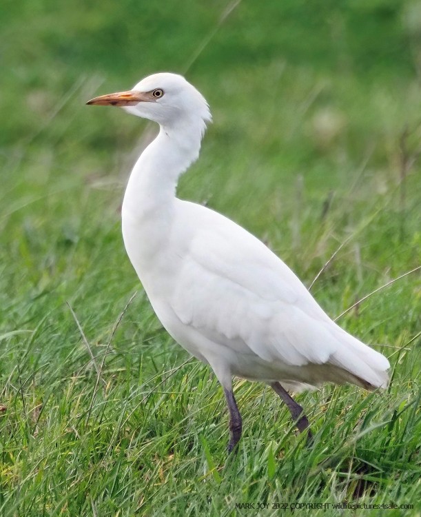 Cattle Egret