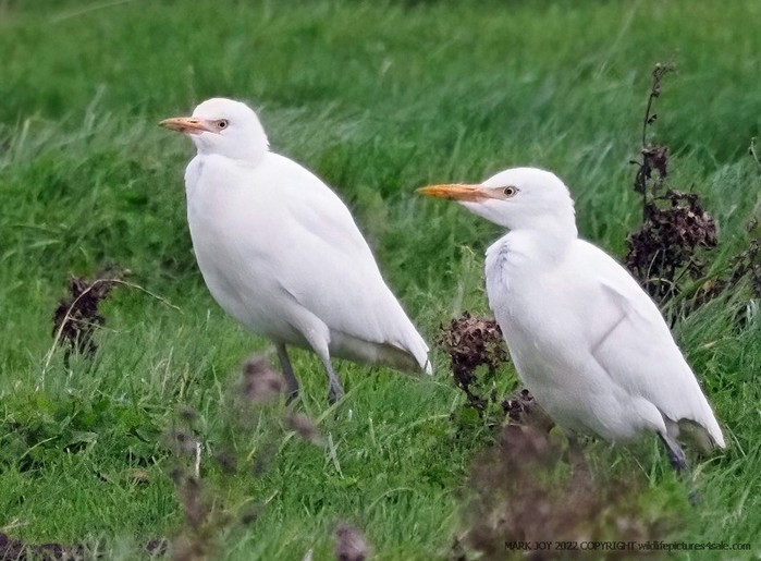 Cattle Egret