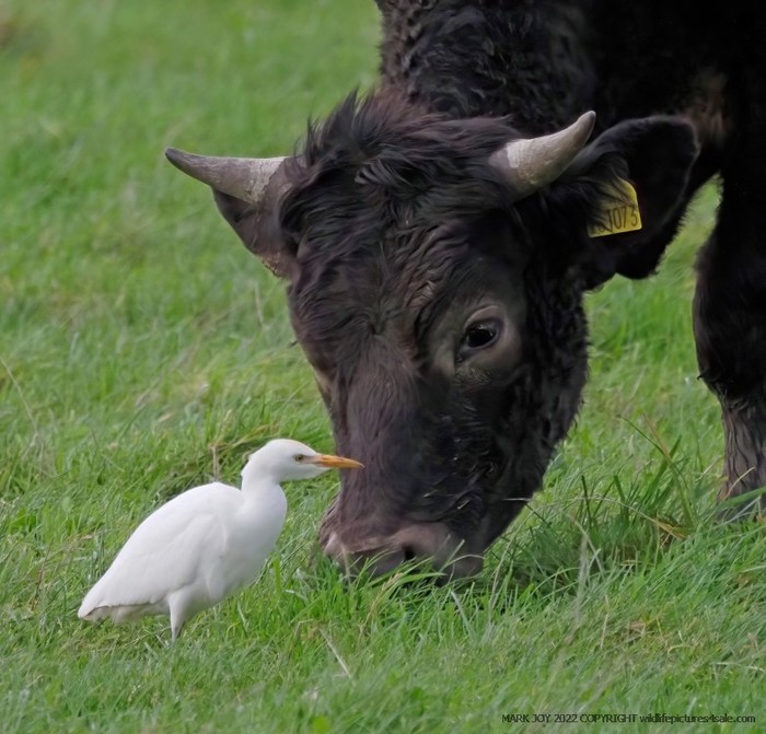 Cattle Egret