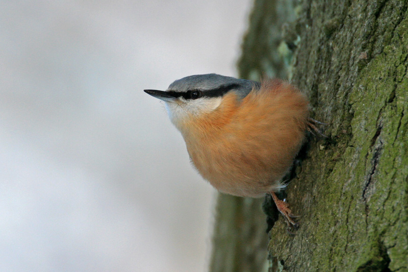 Nuthatch