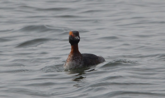 Slavonian Grebe