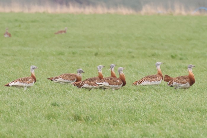 Great Bustard