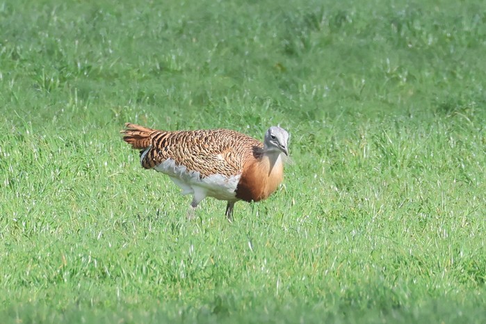 Great Bustard
