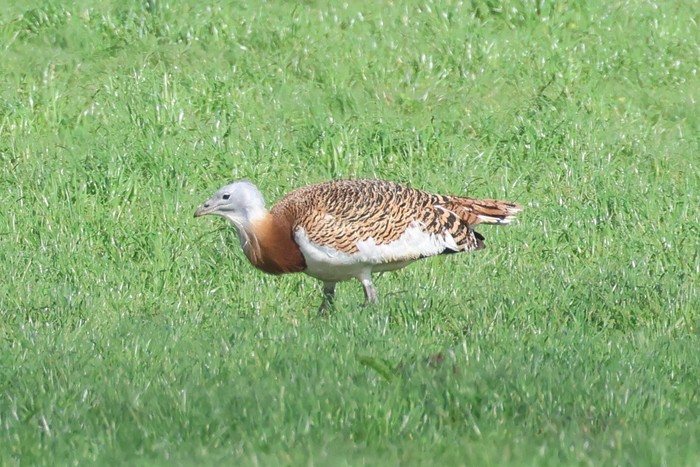 Great Bustard