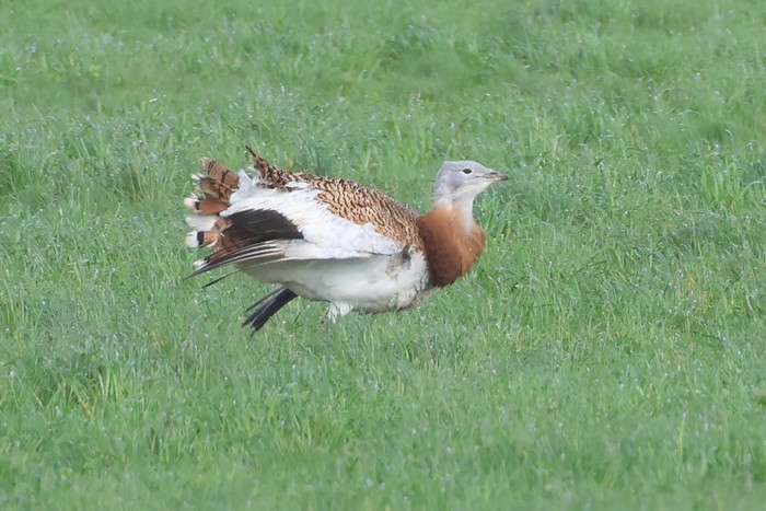 Great Bustard