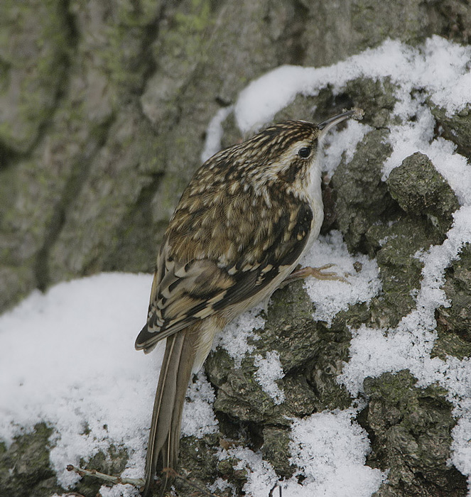 Treecreeper