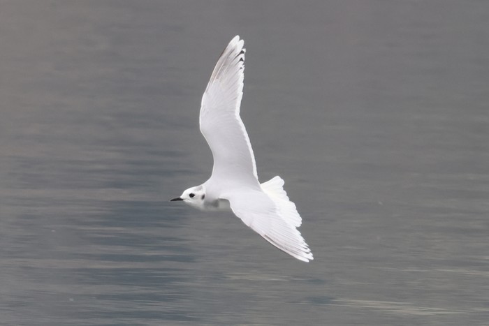 Little Gull