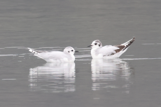 Little Gull