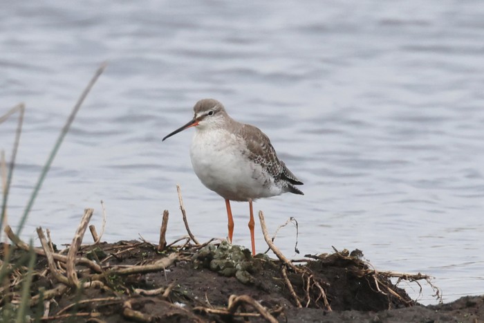 Spotted Redshank