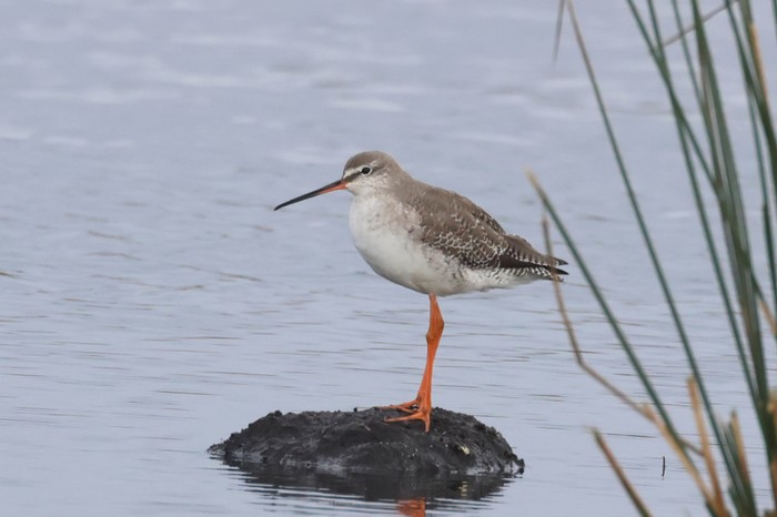 Spotted Redshank