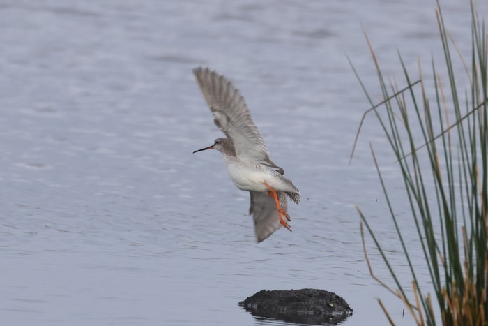 Spotted Redshank