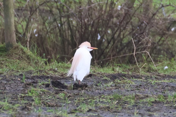 Cattle Egret