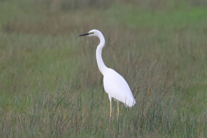 Great White Egret