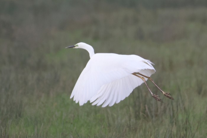 Great White Egret