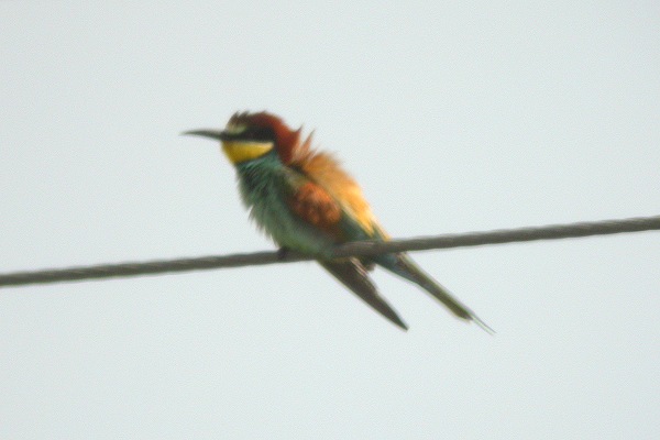 Bee-eater
