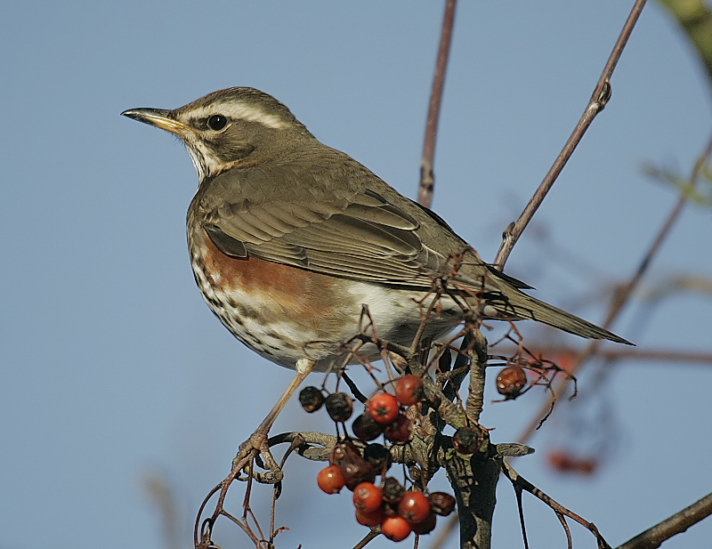 Redwing