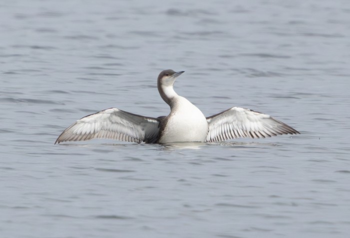 Black-throated Diver