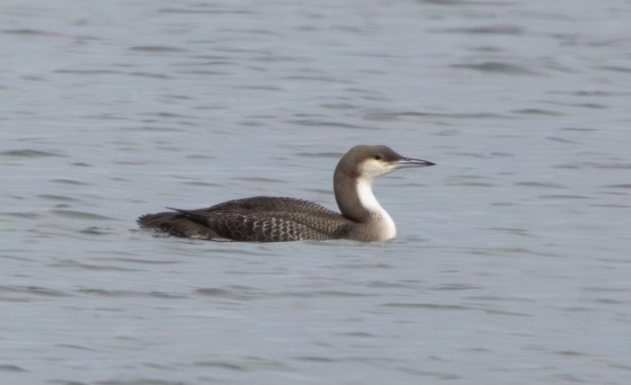 Black-throated Diver